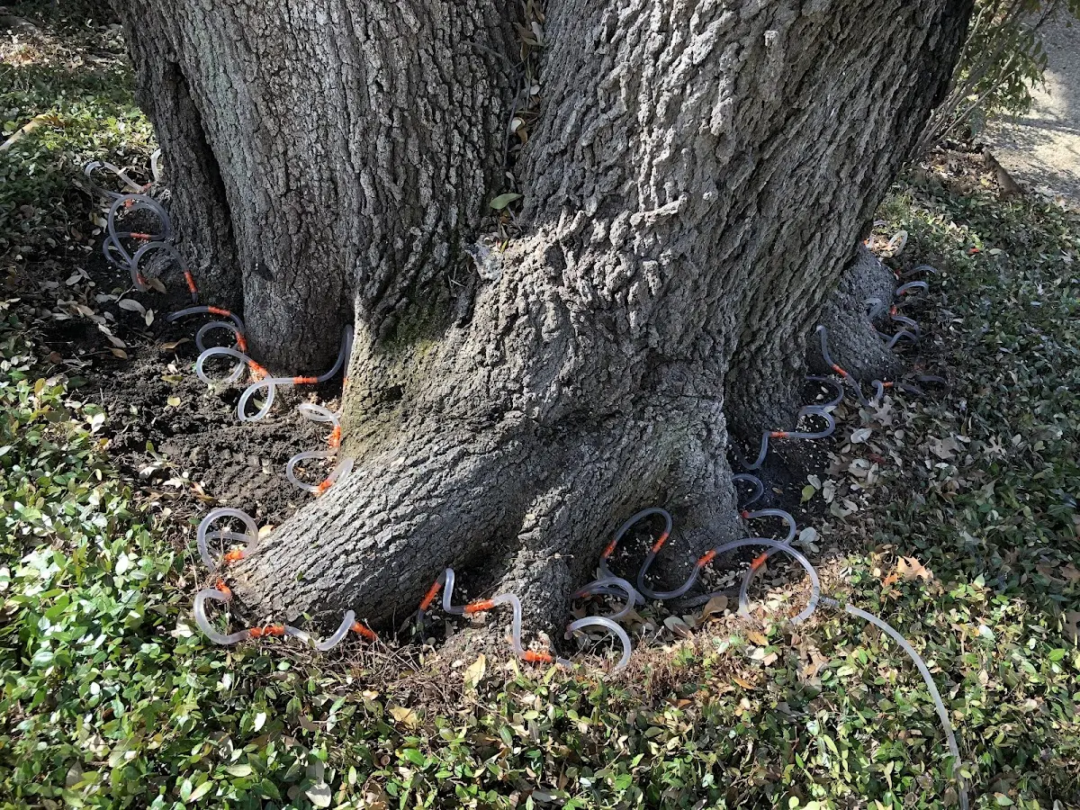 Detailed Tree Cabling and Bracing job site in Poole