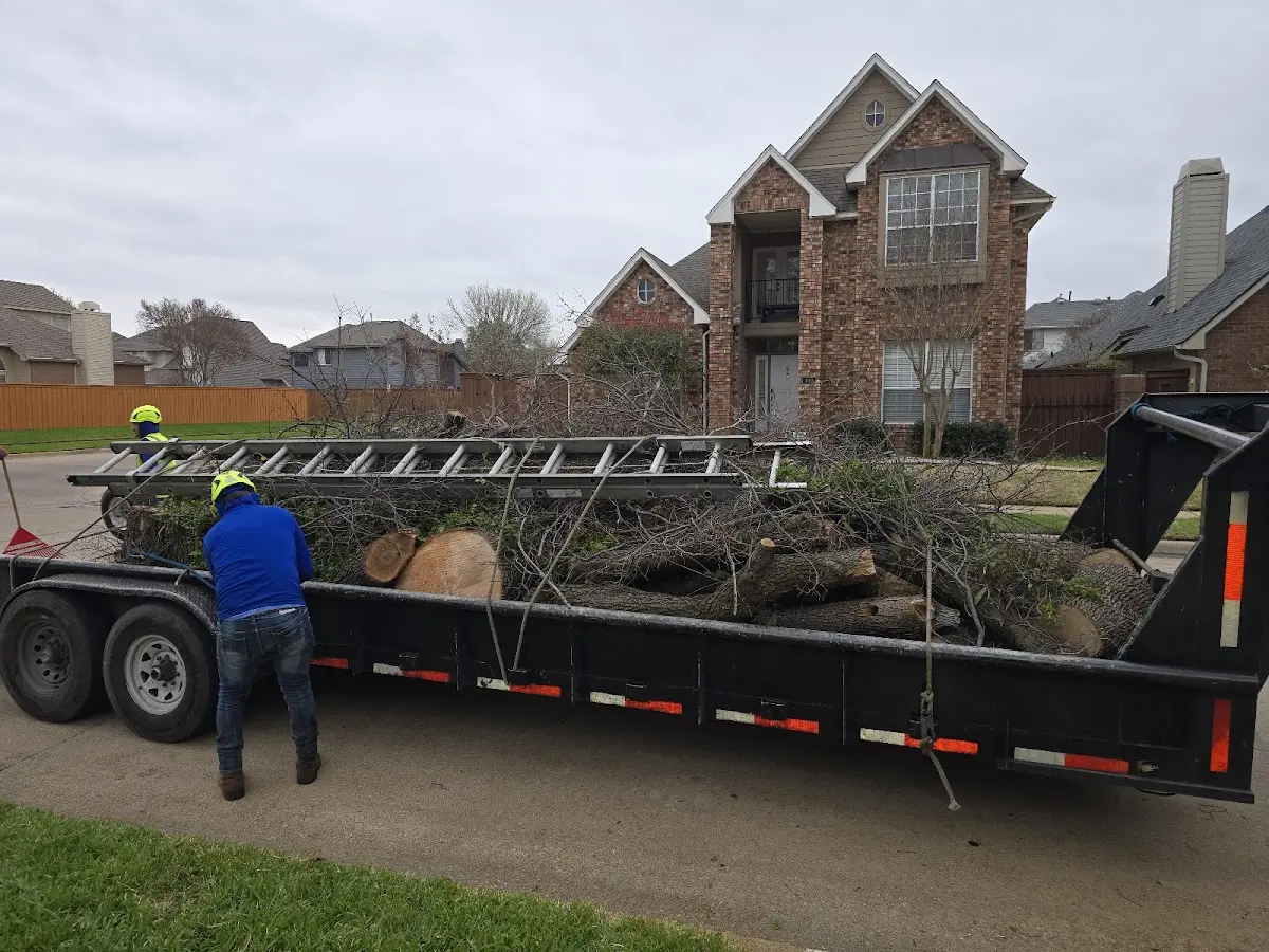 Expert Tree Pest Control with proper safety equipment in Poole